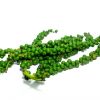 Poivre vert
